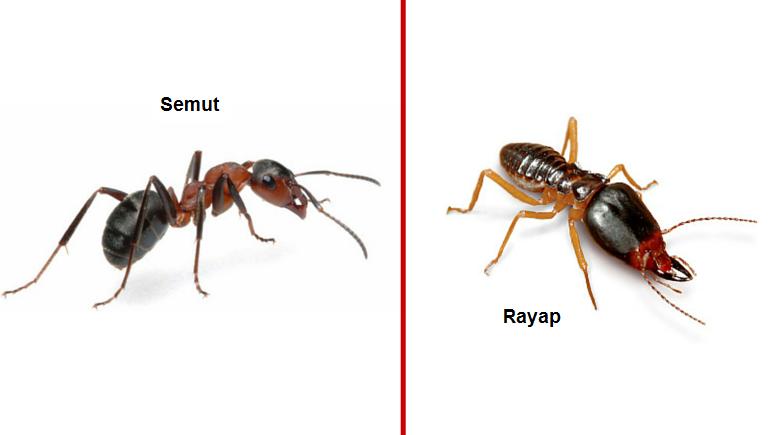 perbedaan semut dan rayap